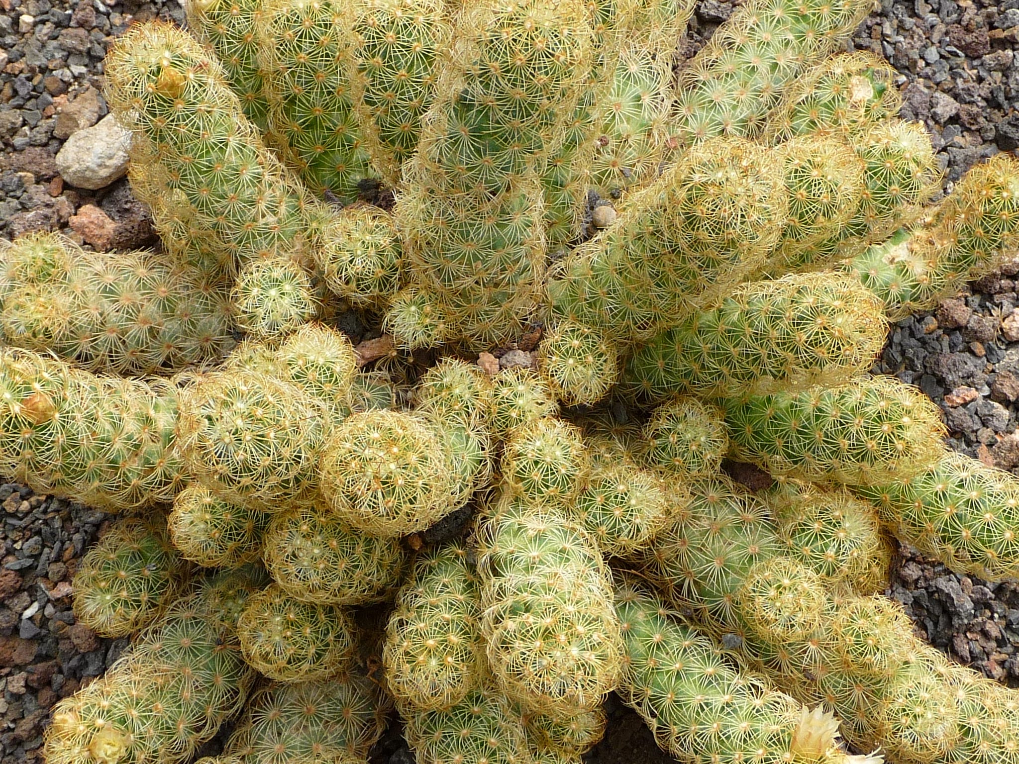 Mammillaria elongata en el jardín