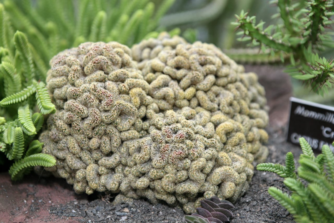 Mammillaria elongata f. cristata en jardín