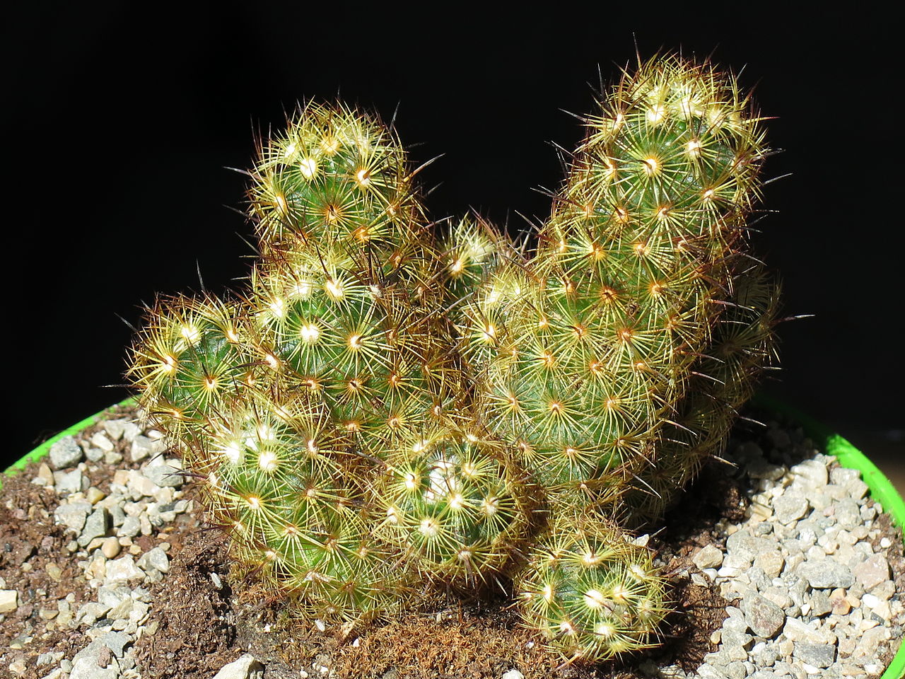 Vista de la Mammillaria elongata