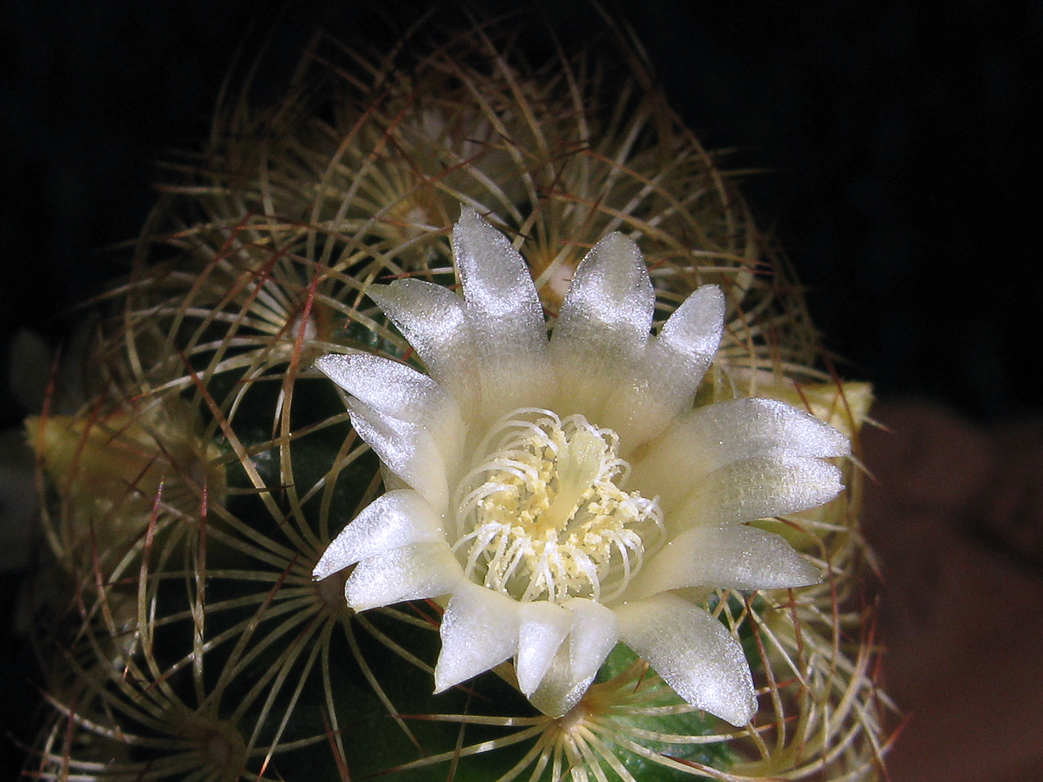 Las flores de la Mammillaria elongata son pequeñas y blanquecinas