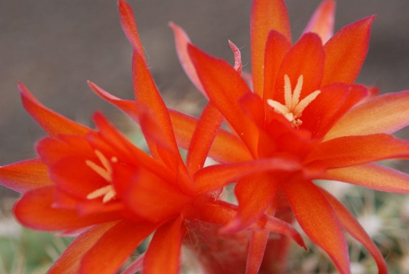 Flores de Matucana intertexta