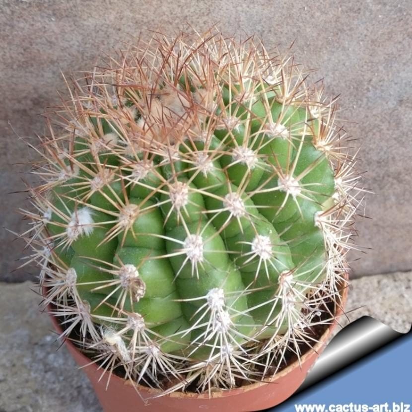 Cactus Matucana intertexta