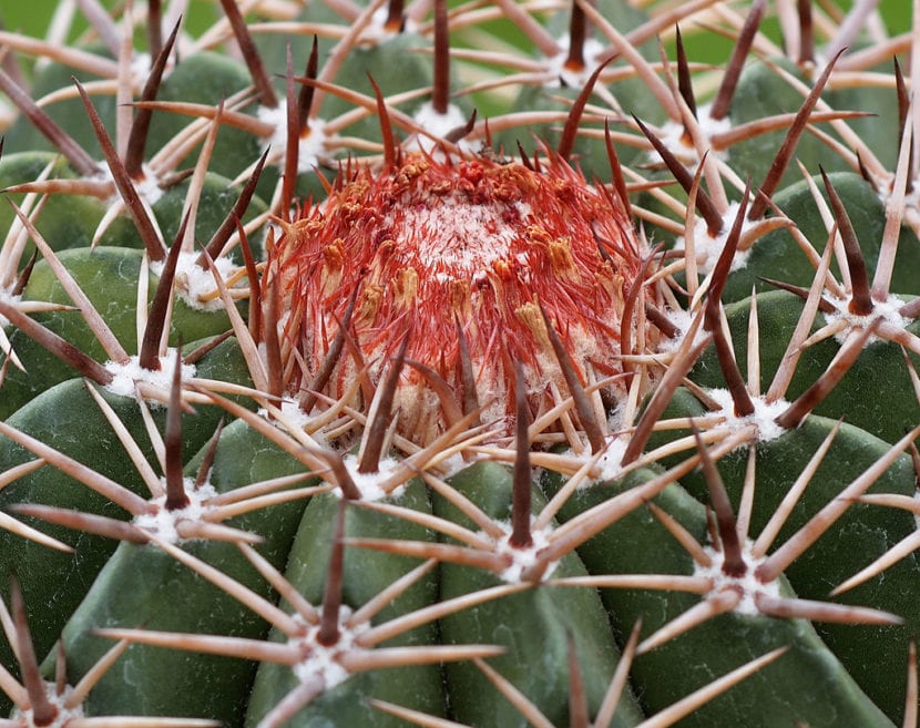 Melocactus conoideus