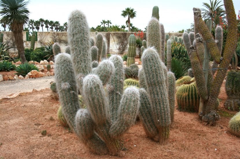 Ejemplar de Oreocereus trollii
