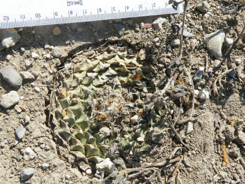 Obregonia denegrii