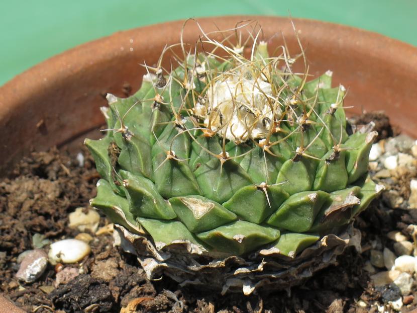 Obregonia denegrii