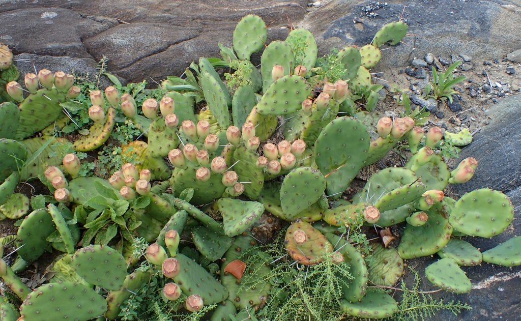 Planta de Opuntia humifusa