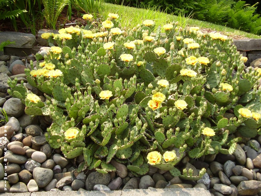Opuntia humifusa: la chumbera rastrera que aguanta el frío