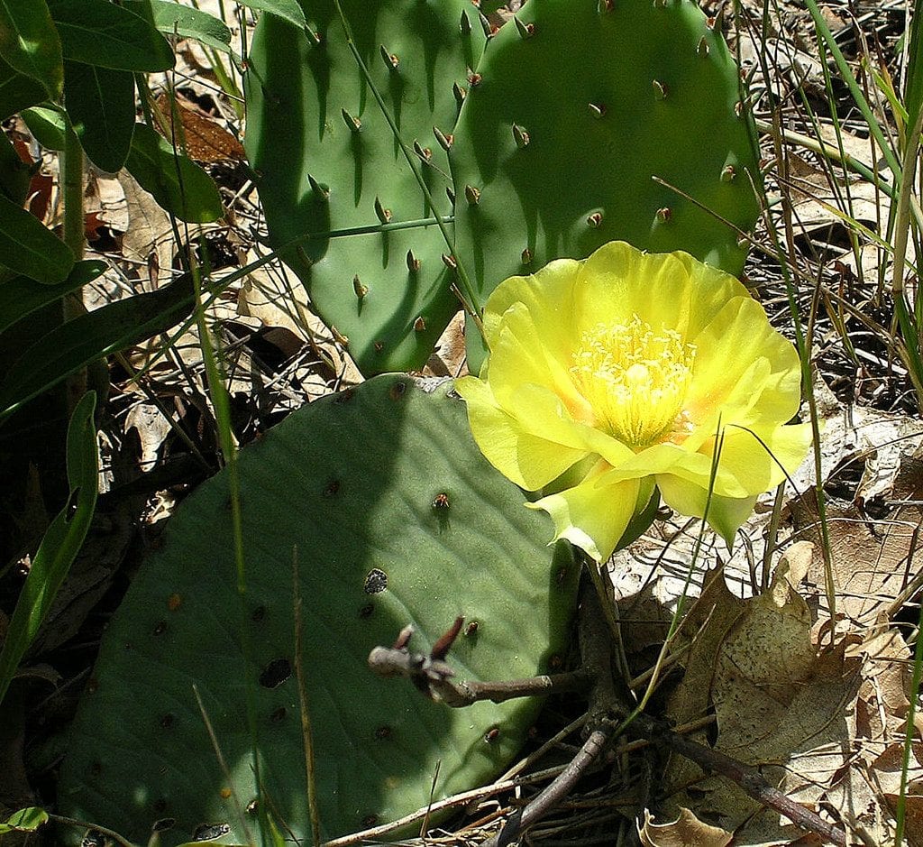 Flor de Opuntia humifusa