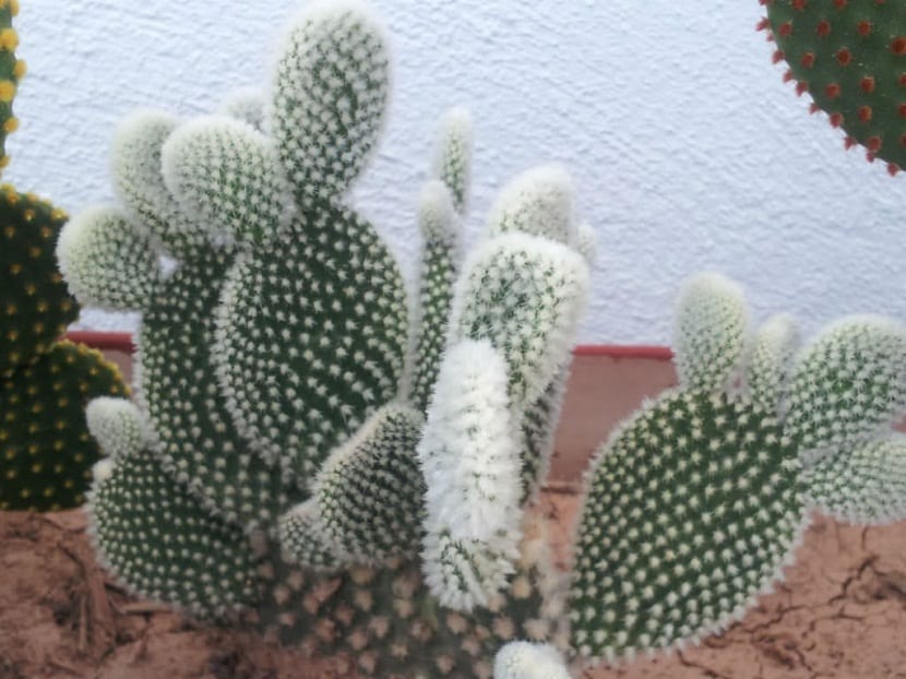 cactus con una especie de pelusilla blanca