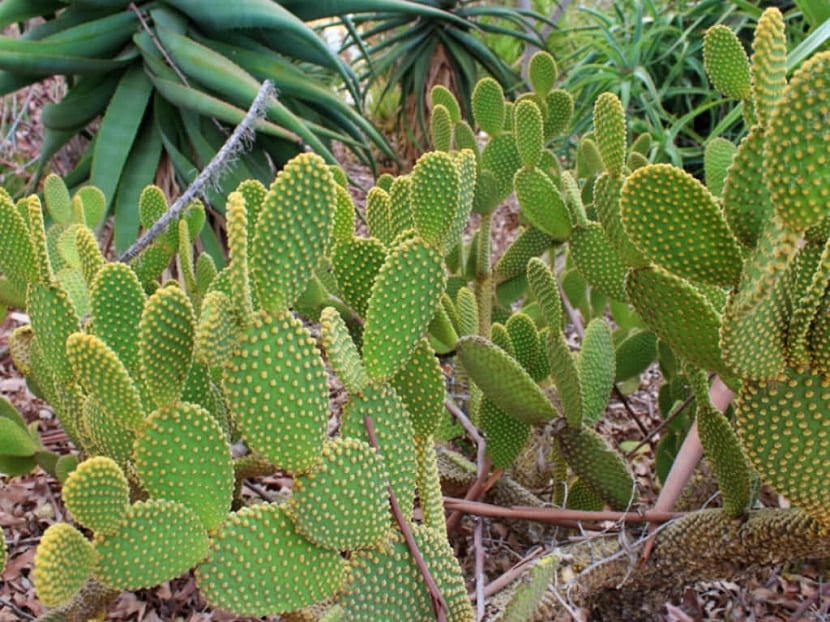 planta o cactus silvestre
