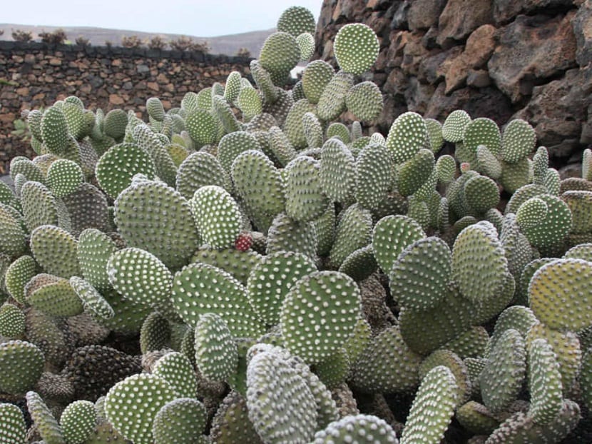 un gran numero de cactus que han aparecido en una meseta