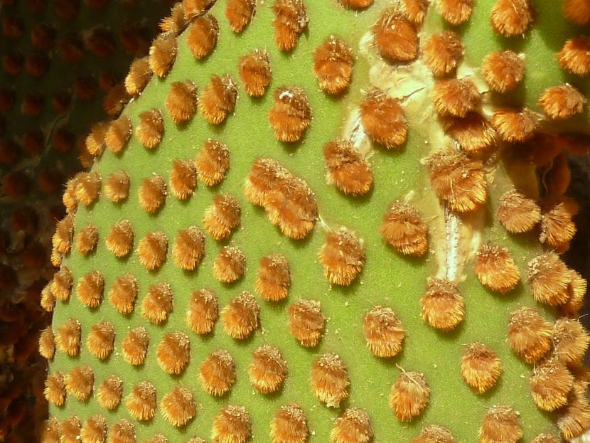 Opuntia microdasys subsp rufida, detalle de la pala