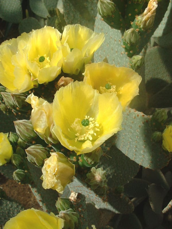 Flores de la Opuntia rufida