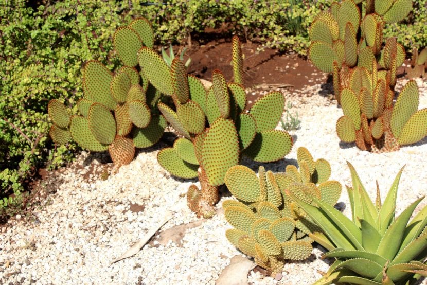 Opuntia rufida en un jardín