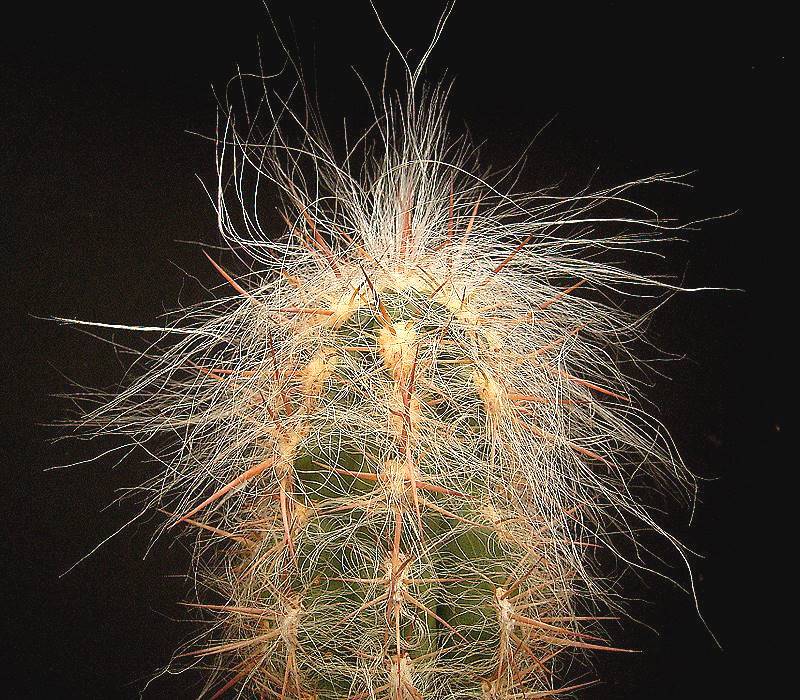 Oreocereus celsianus: cuidados del viejo de los Andes