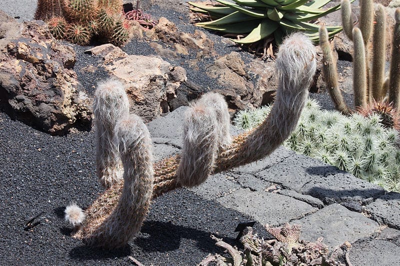 Orocereus celsianus en jardín