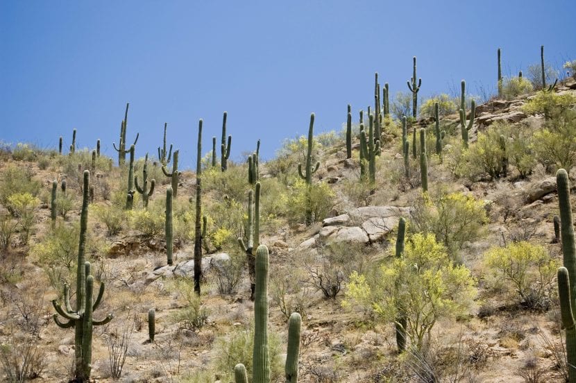 Cactus Saguaro en hábitat