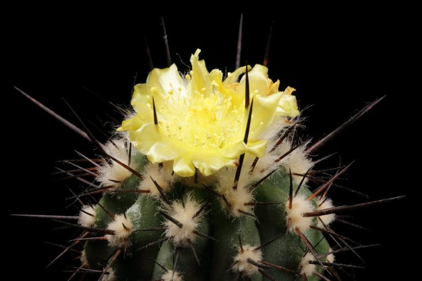 Copiapoa calderana en flor