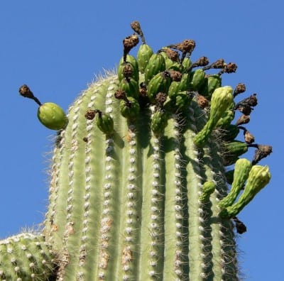 Ejemplar de Carnegiea gigantea, el saguaro