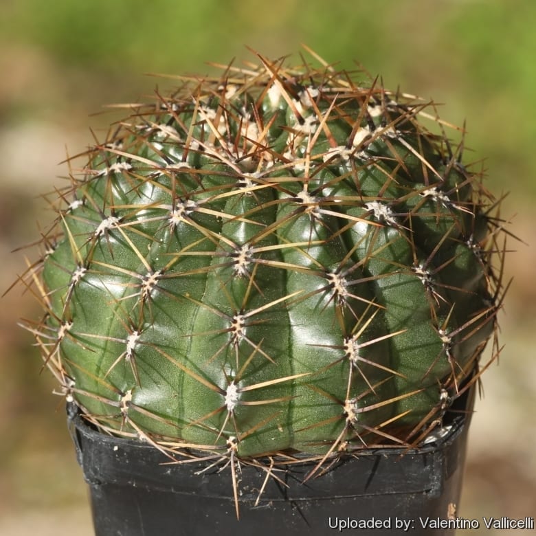 Oroya peruviana