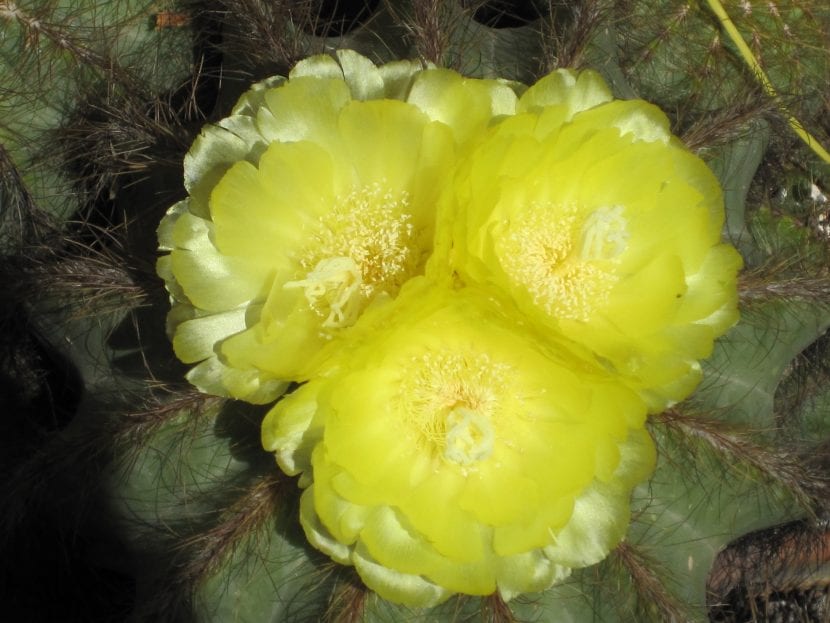 Parodia magnifica en flor