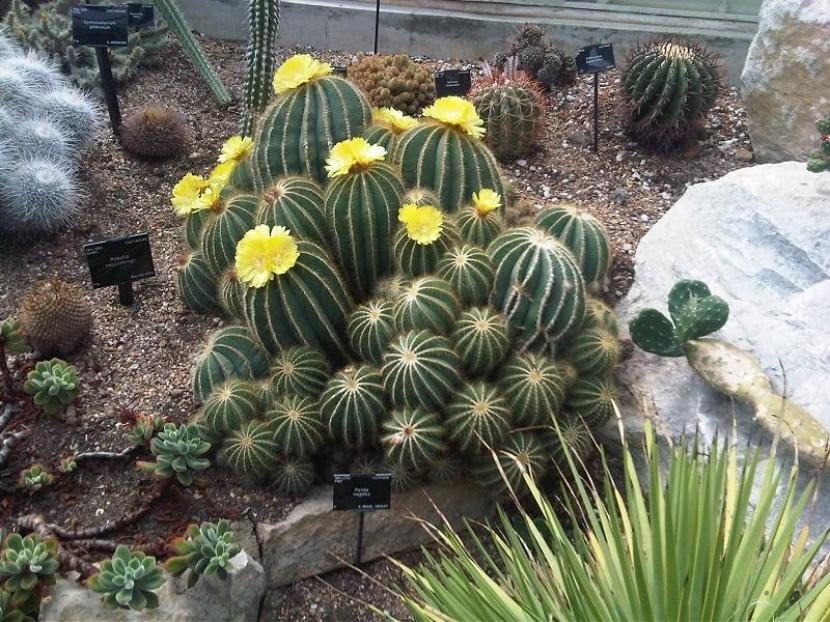 Parodia magnifica en los jardines de Kew