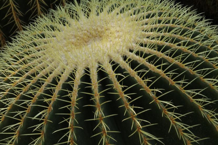 Detalle de las espinas del Echinocactus grusonii