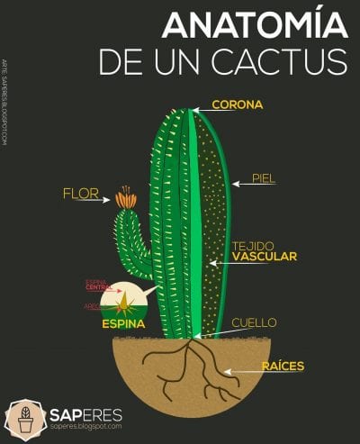 Las partes del cactus