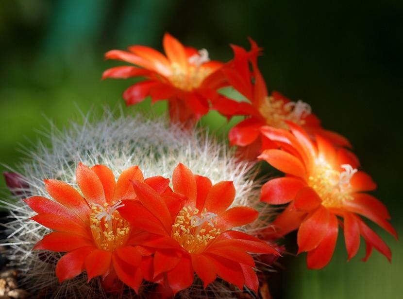 Cactus Rebutia senilis en flor