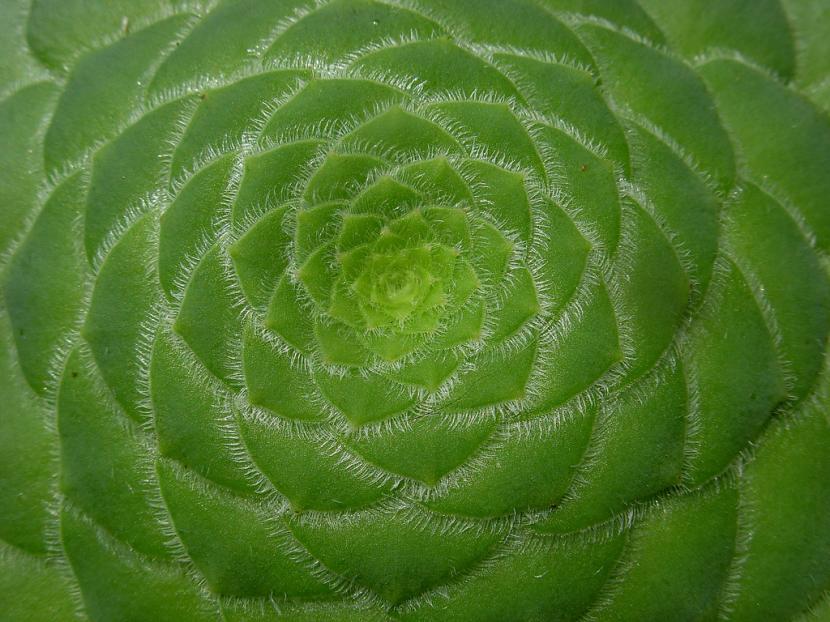 Aeonium tabuliforme