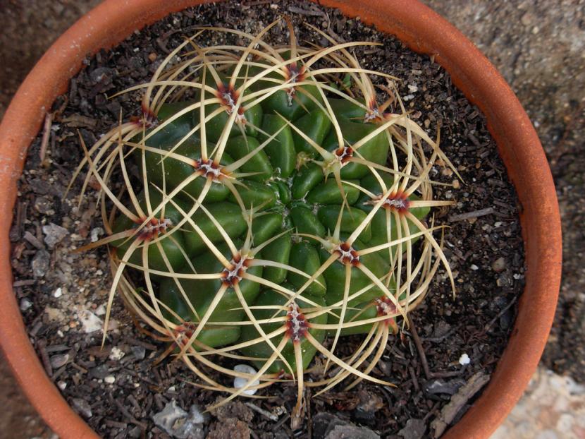 Gymnocalicium