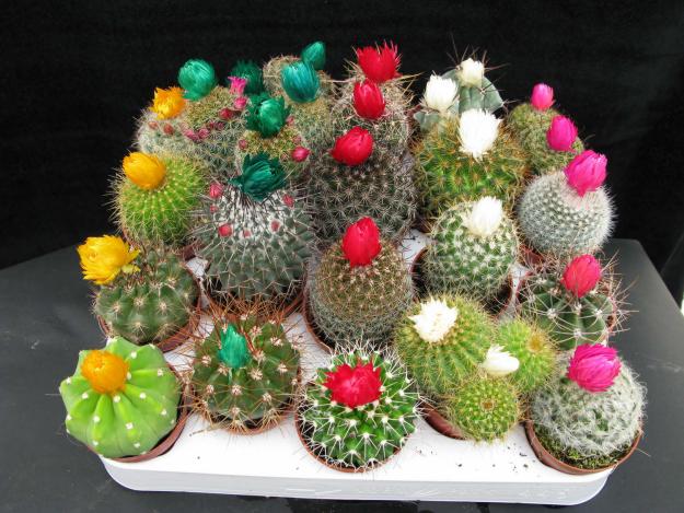 Cómo injertar un cactus paso a paso: patrones y técnica
