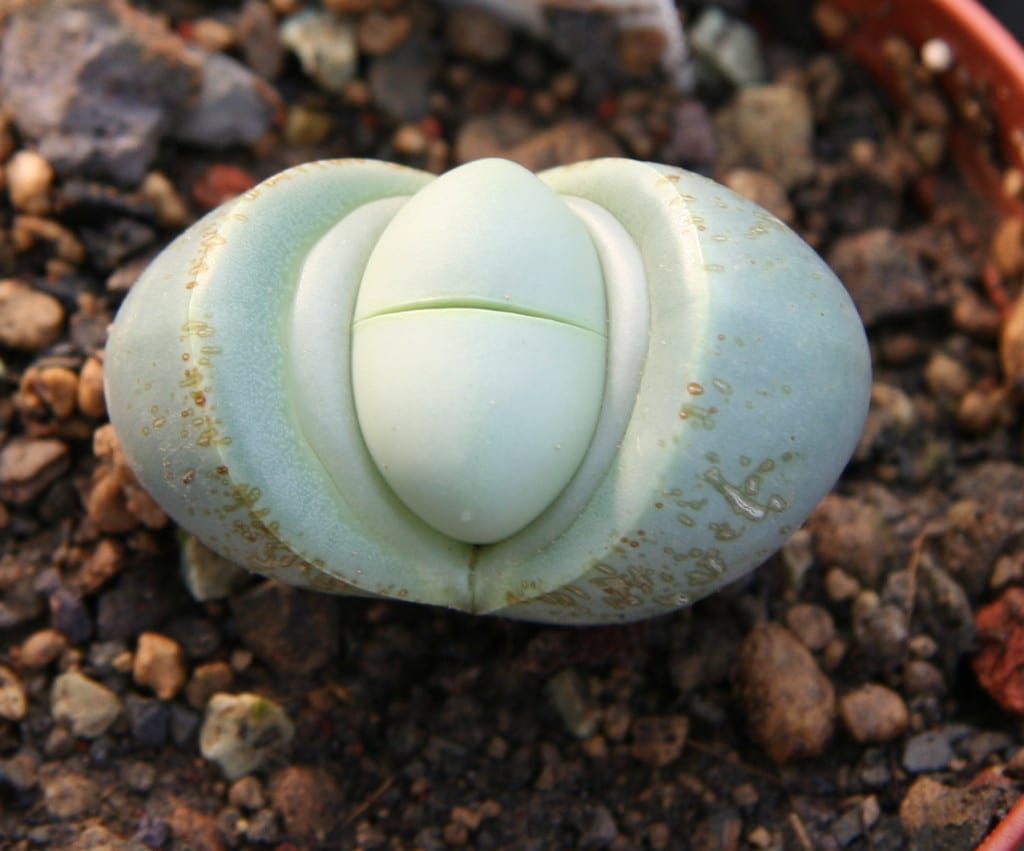 Argyroderma