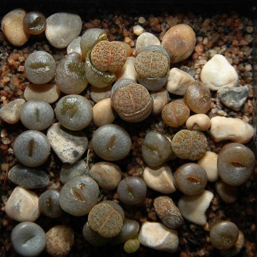 Lithops fulviceps