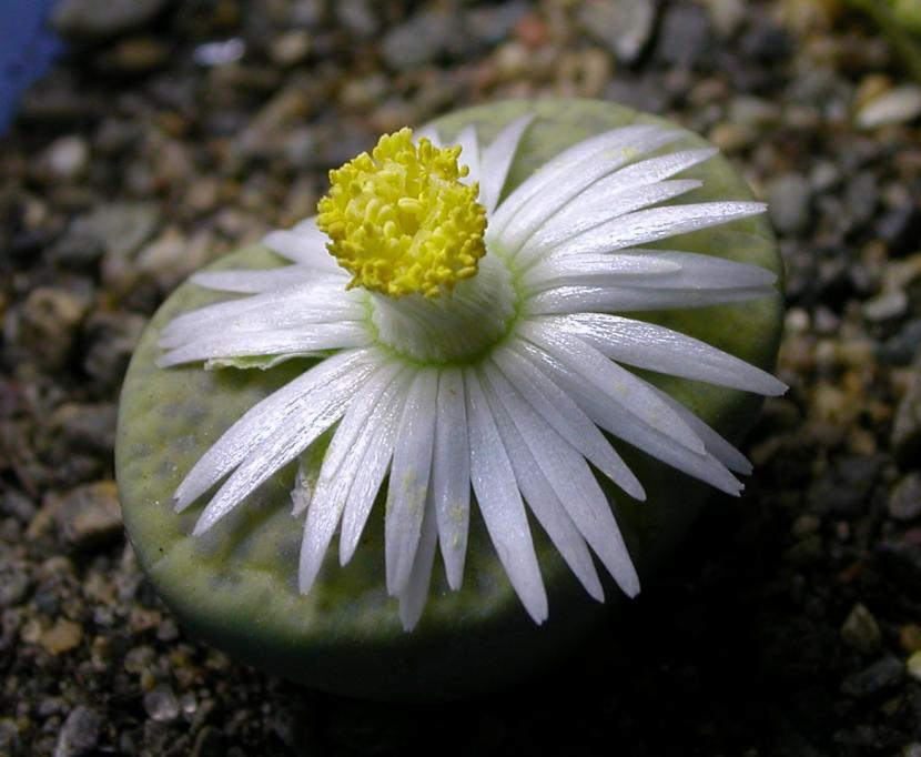 Lithops fulviceps