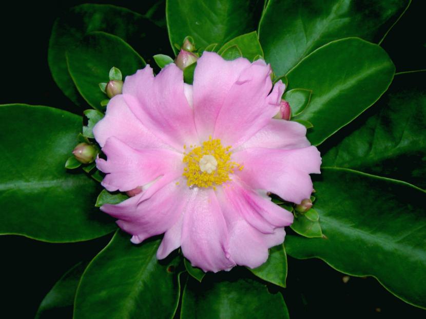Flor de Pereskia grandifolia