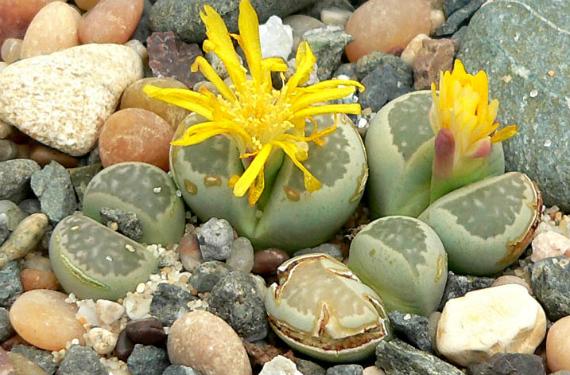 Piedras vivas (Lithops): cultivo, riego y muda paso a paso