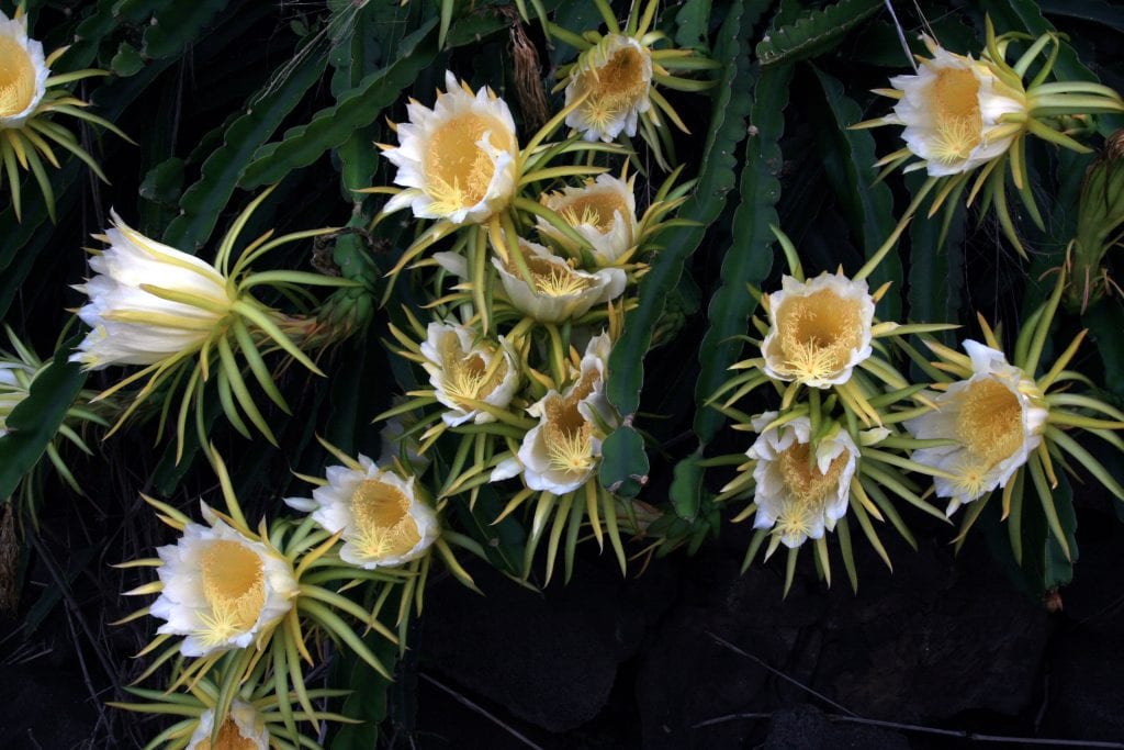 Las flores del Hylocereus undatus o pitahaya son blancas y grandes