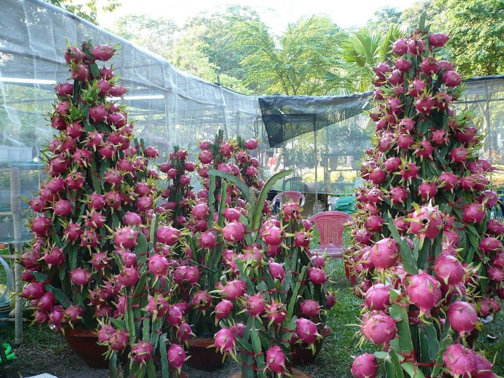 Hylocereus undatus o pitahaya, una planta que se llena de frutos