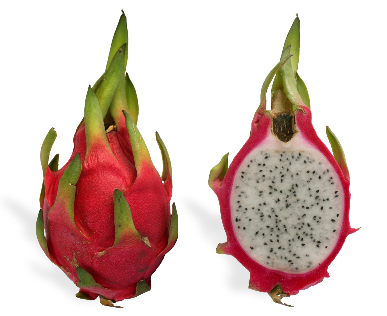 Pitahaya (Selenicereus undatus): cultivo, poda y cosecha