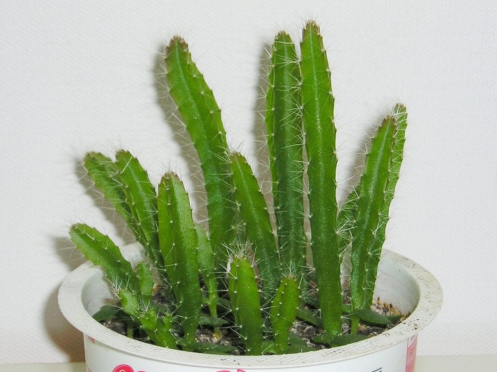 La pitahaya se multiplica bien por semillas