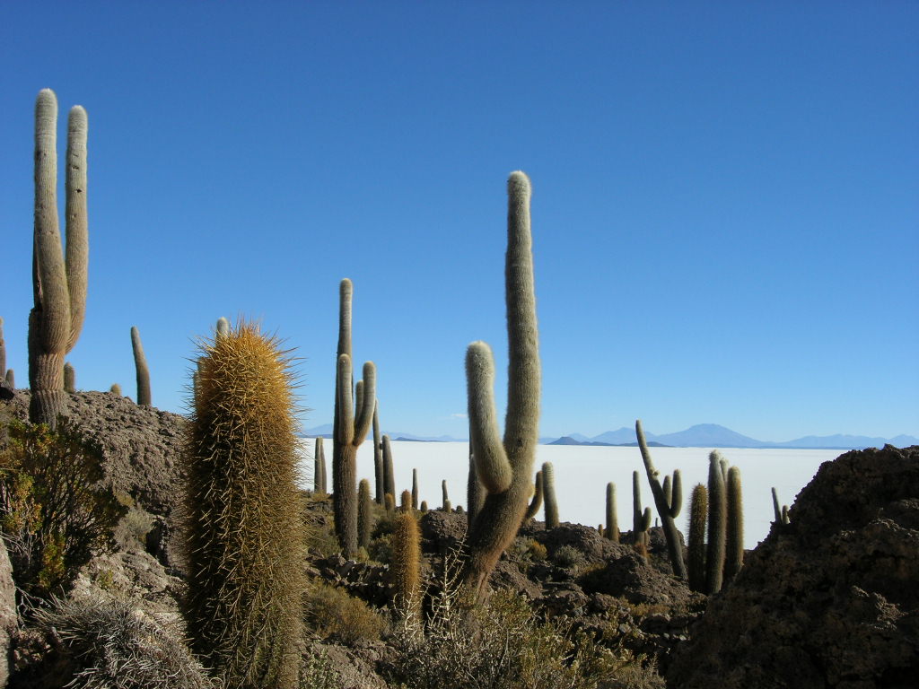Los cactus son plantas de regiones áridas