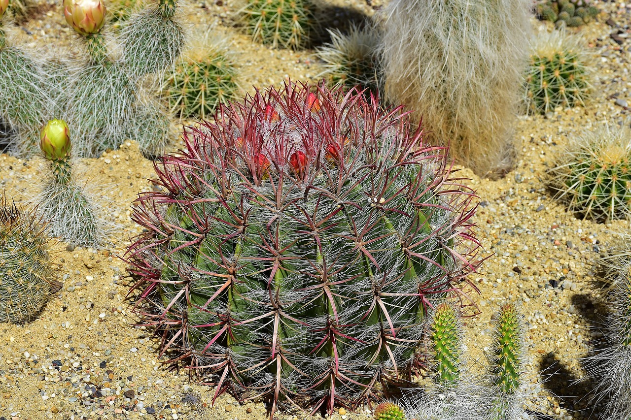 Los cactus se plantan en el jardín con cuidado
