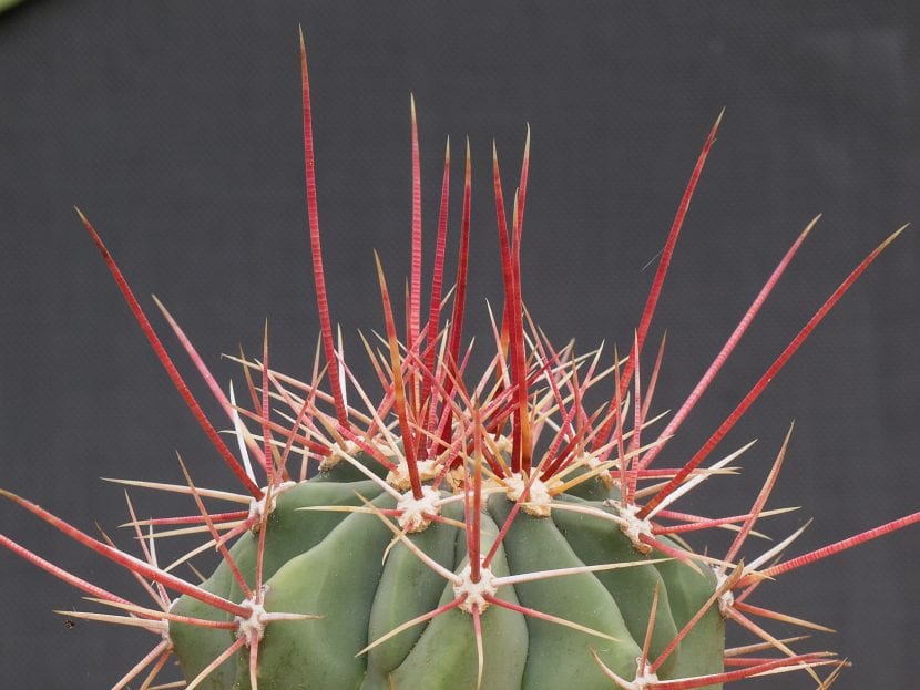 Ferocactus rectispinus