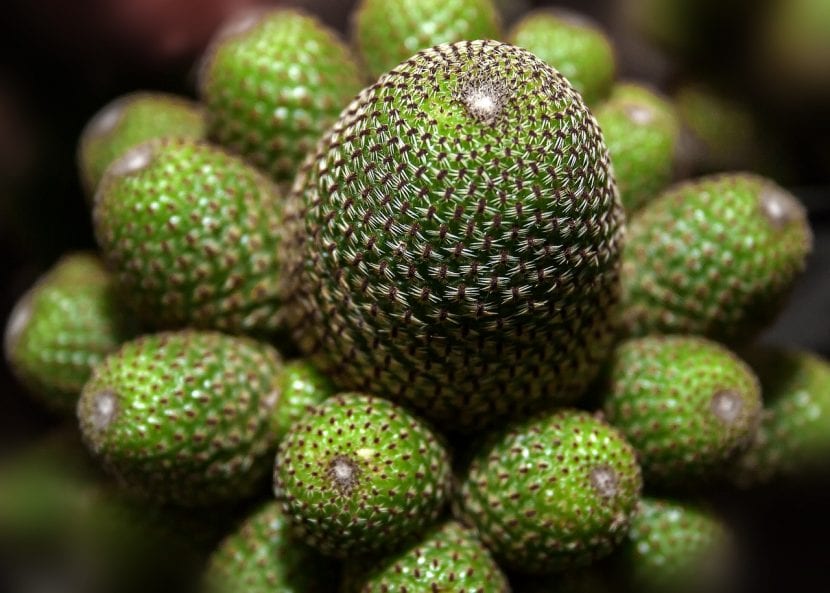 Cactus del género Rebutia
