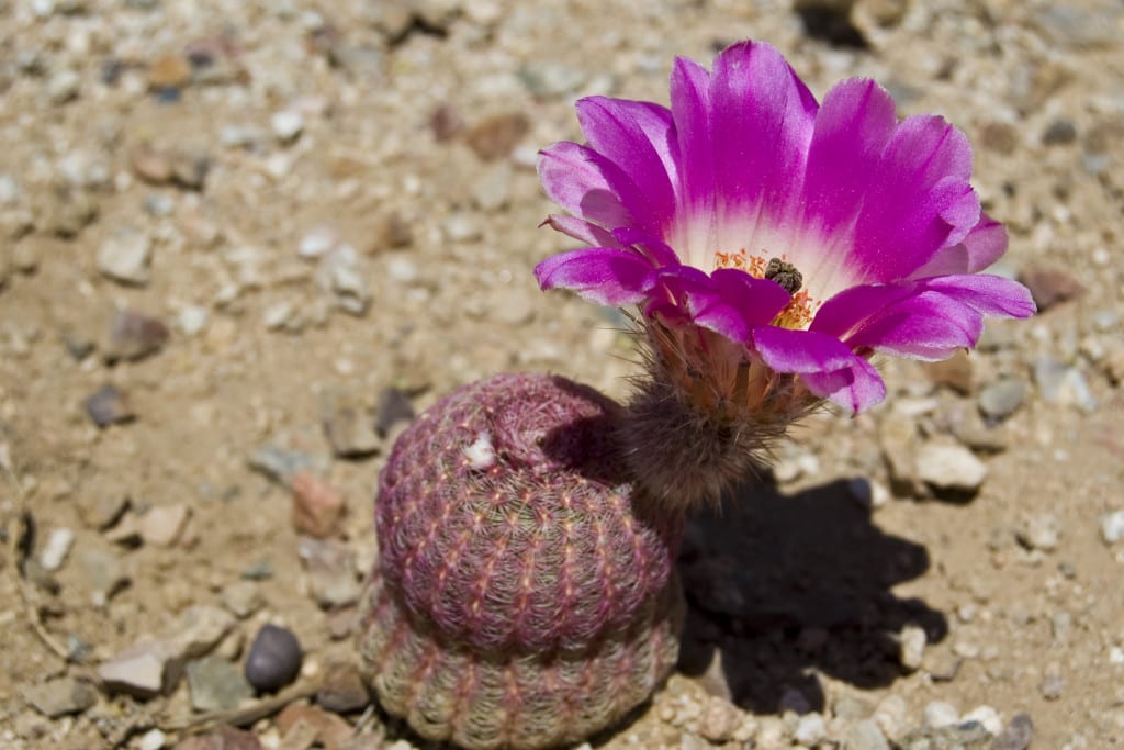 Flor de Cactus