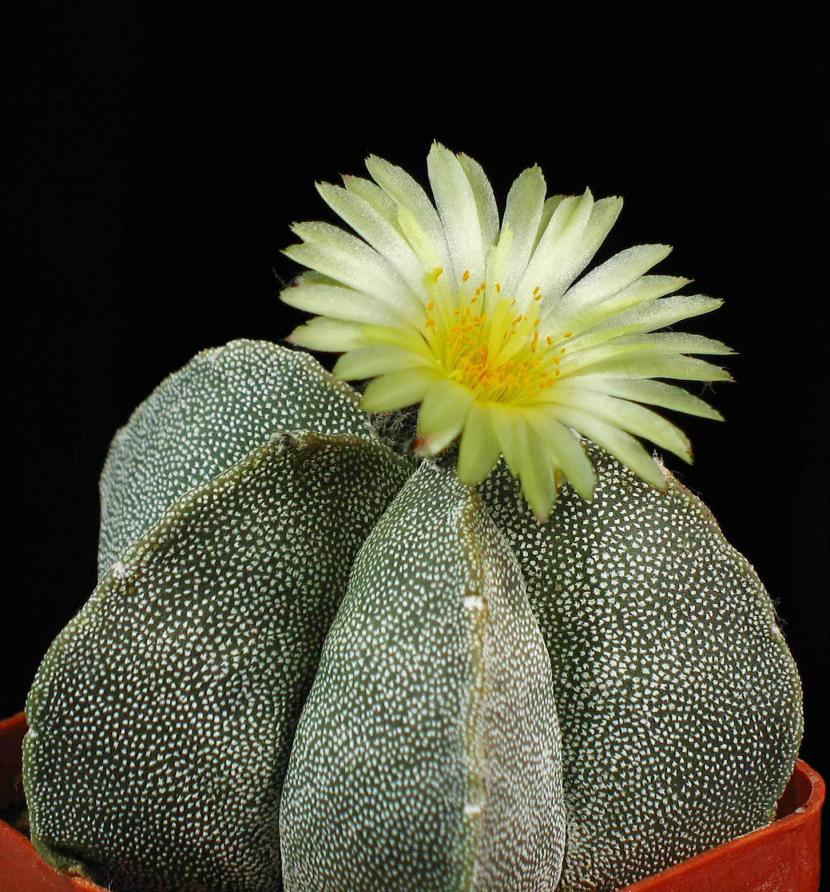 Astrophytum myriostigma