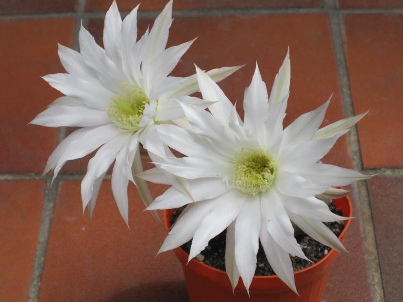Flores de Echinopsis subdenudata