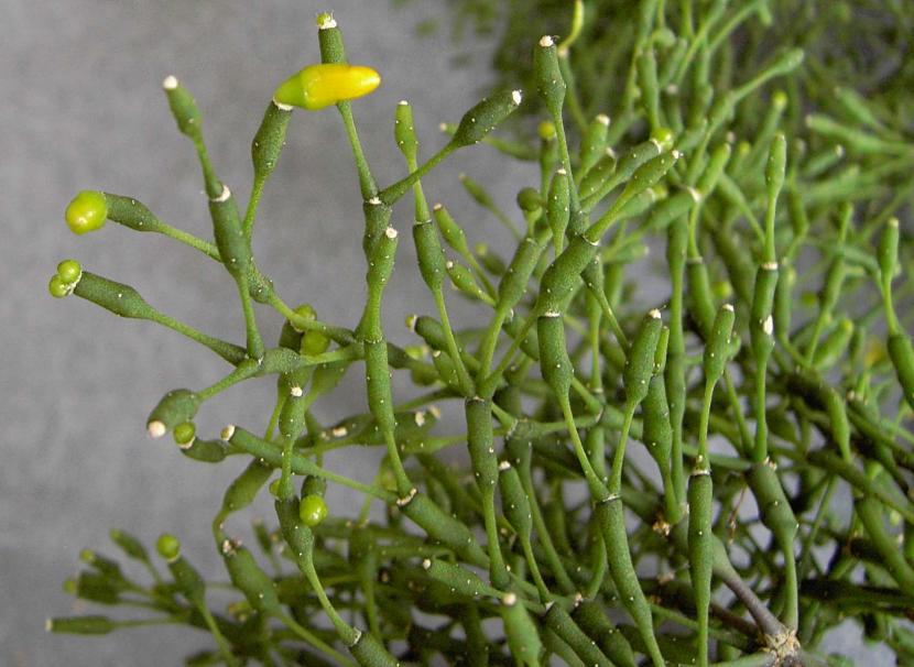 Rhipsalis salicornioides